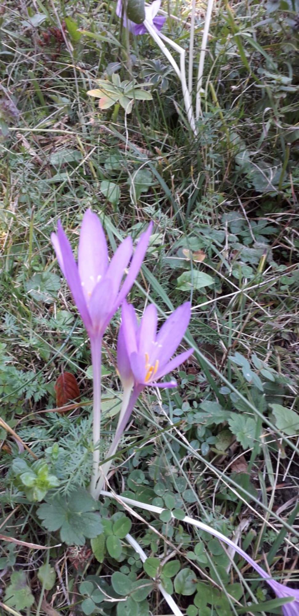 Les Tilleuls Saint-Jean-d'Avelanne Esterno foto